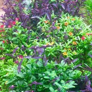 Meet your Posher, Linda